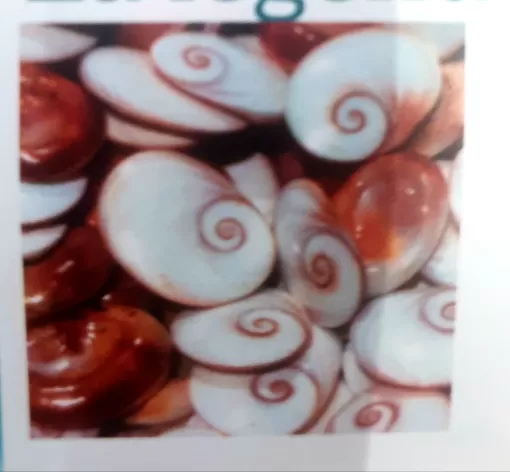 Oeil Sainte Lucie Méditéranéen