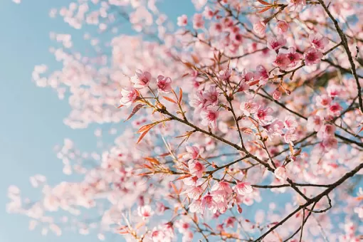 bientôt le printemps