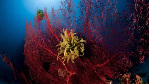 Corail Rouge Corse