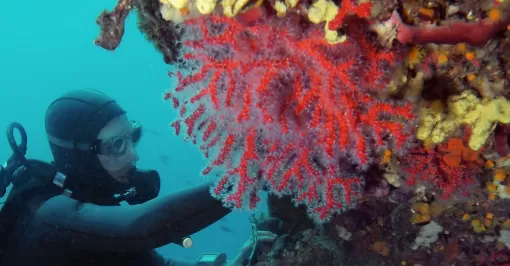 Le corail rouge, trésor de la Méditerranée, Porto-Vecchio, L'artisanat by CM